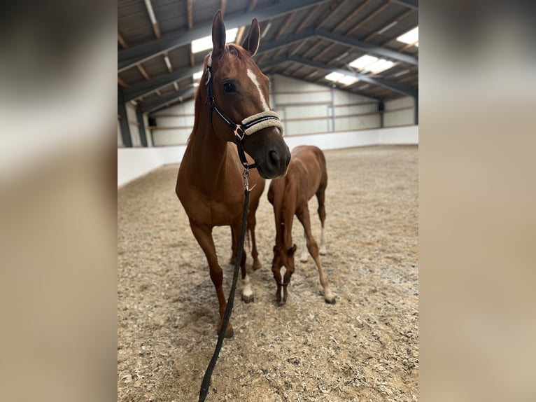 Weitere Warmblüter Stute 12 Jahre Fuchs in Deutsch Wagram