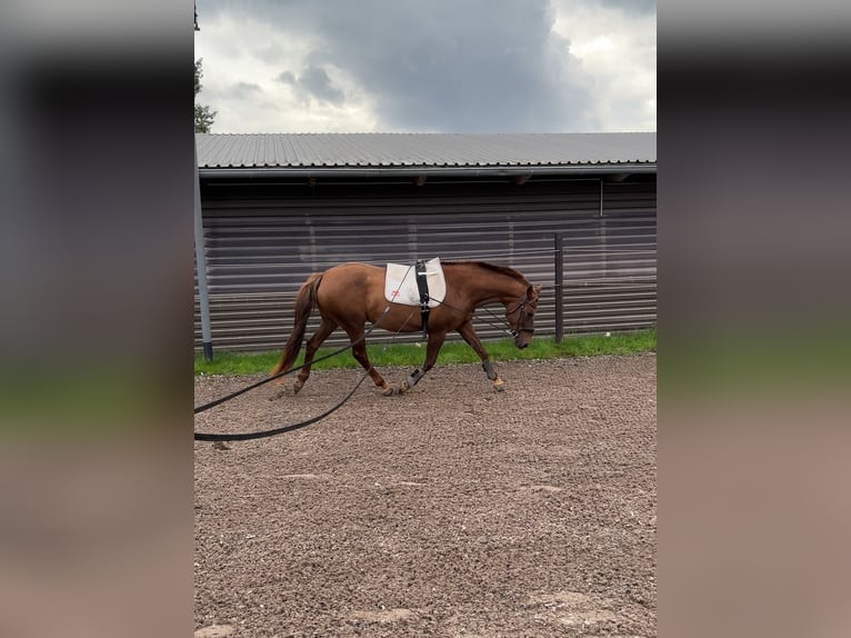 Weitere Warmblüter Mix Stute 13 Jahre 155 cm Dunkelfuchs in DreschvitzDreschvitz Weitere Warmblüter Mix Stute 13 Jahre 155 cm Dunkelfuchs in DreschvitzDreschvitz