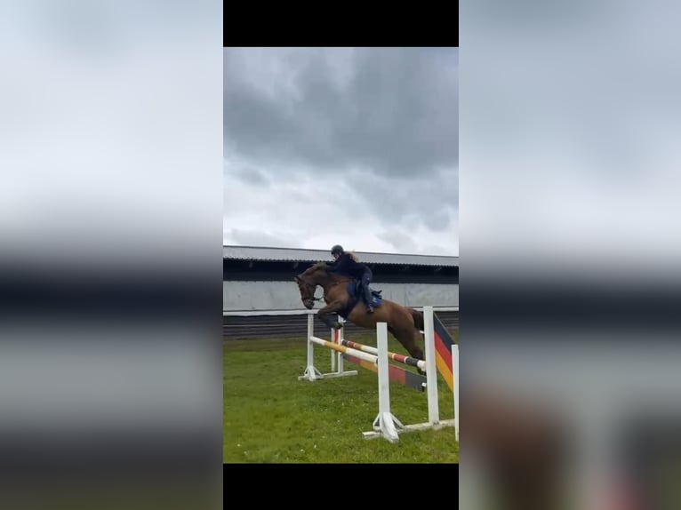 Weitere Warmblüter Mix Stute 13 Jahre 155 cm Dunkelfuchs in DreschvitzDreschvitz Weitere Warmblüter Mix Stute 13 Jahre 155 cm Dunkelfuchs in DreschvitzDreschvitz