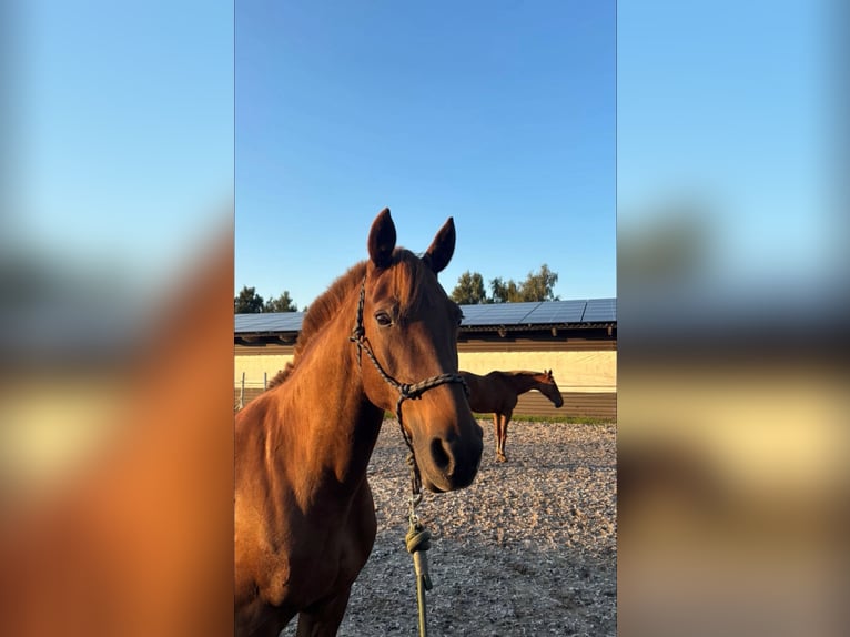 Weitere Warmblüter Mix Stute 13 Jahre 155 cm Dunkelfuchs in DreschvitzDreschvitz Weitere Warmblüter Mix Stute 13 Jahre 155 cm Dunkelfuchs in DreschvitzDreschvitz