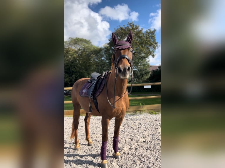 Weitere Warmblüter Mix Stute 13 Jahre 155 cm Dunkelfuchs in DreschvitzDreschvitz Weitere Warmblüter Mix Stute 13 Jahre 155 cm Dunkelfuchs in DreschvitzDreschvitz