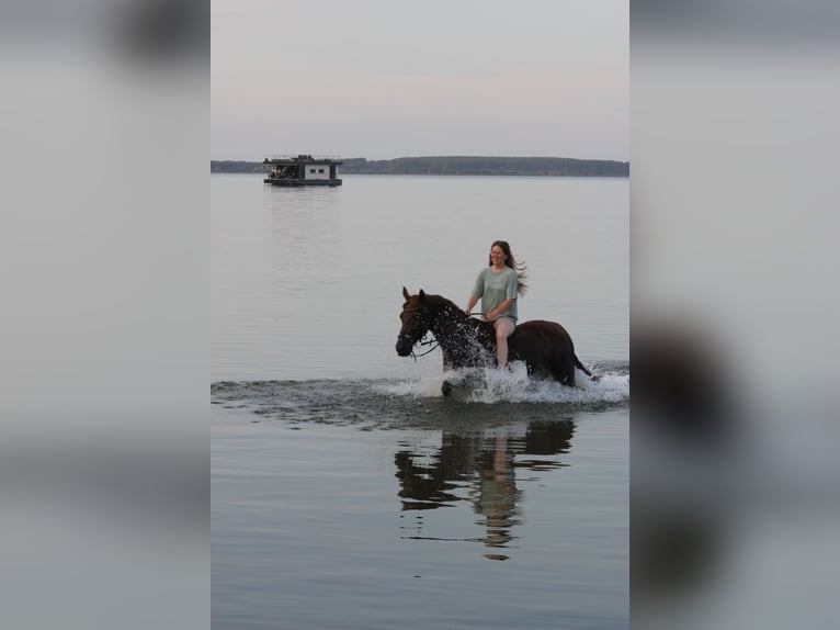 Weitere Warmblüter Mix Stute 13 Jahre 155 cm Dunkelfuchs in DreschvitzDreschvitz Weitere Warmblüter Mix Stute 13 Jahre 155 cm Dunkelfuchs in DreschvitzDreschvitz