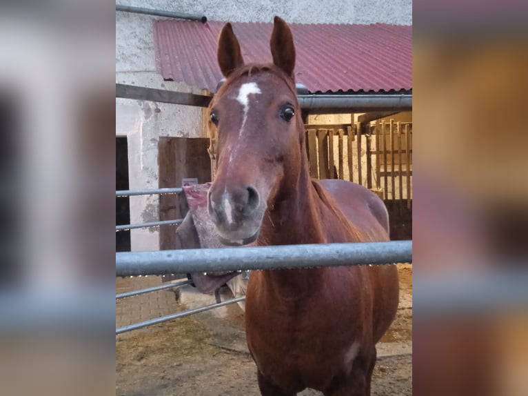 Weitere Warmblüter Stute 13 Jahre 155 cm Fuchs in Mertingen