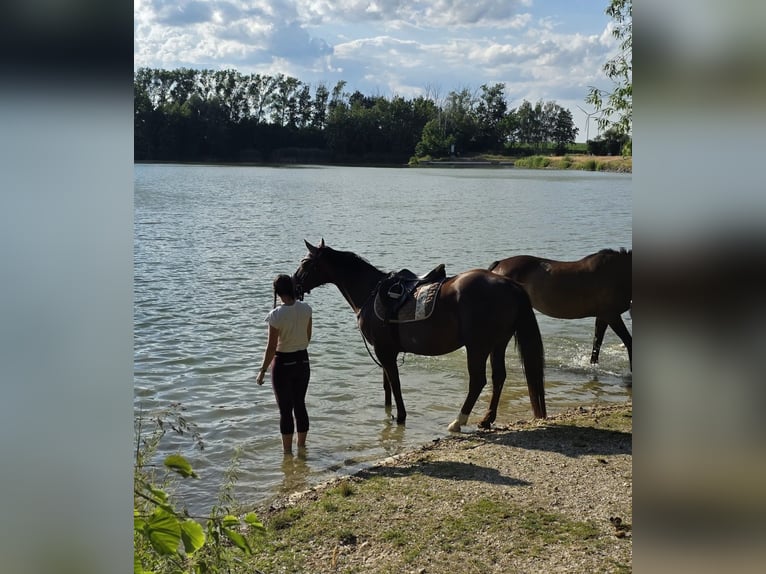 Weitere Warmblüter Mix Stute 13 Jahre 156 cm Dunkelfuchs in Schmölln