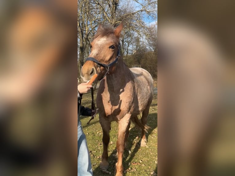 Weitere Warmblüter Mix Stute 13 Jahre 157 cm Roan-Red in Nürnberg