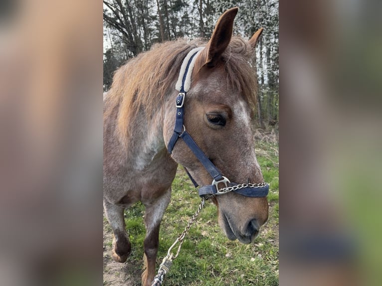 Weitere Warmblüter Mix Stute 13 Jahre 157 cm Roan-Red in Nürnberg