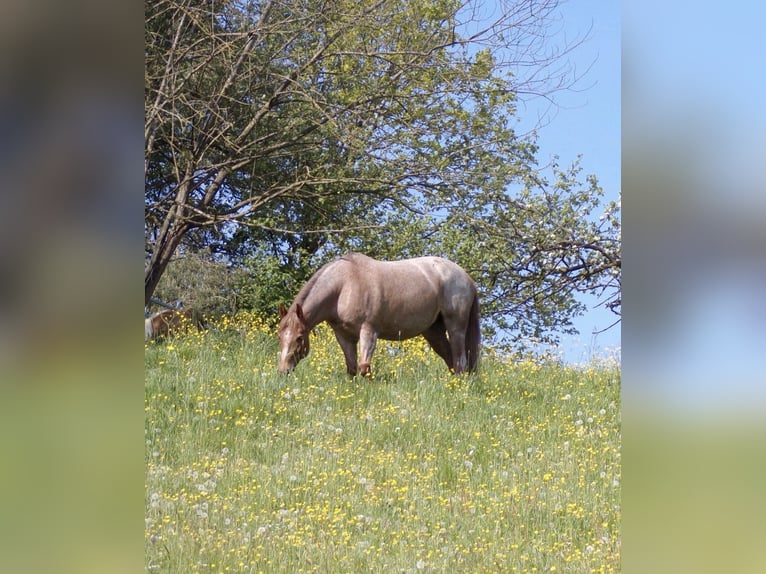 Weitere Warmblüter Mix Stute 13 Jahre 157 cm Roan-Red in Nürnberg