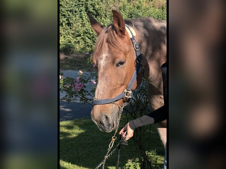 Weitere Warmblüter Mix Stute 13 Jahre 157 cm Roan-Red in Nürnberg