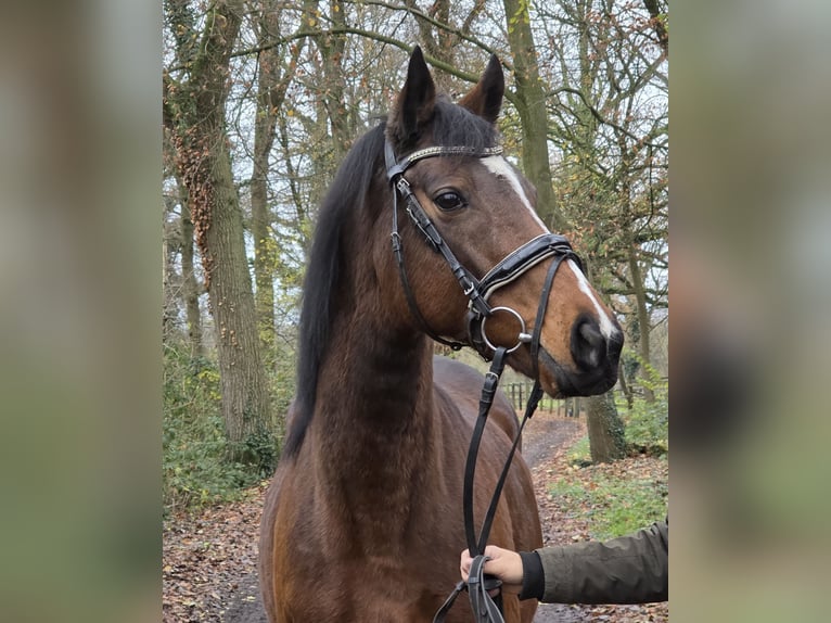 Weitere Warmblüter Stute 13 Jahre 160 cm Brauner in Wachtendonk
