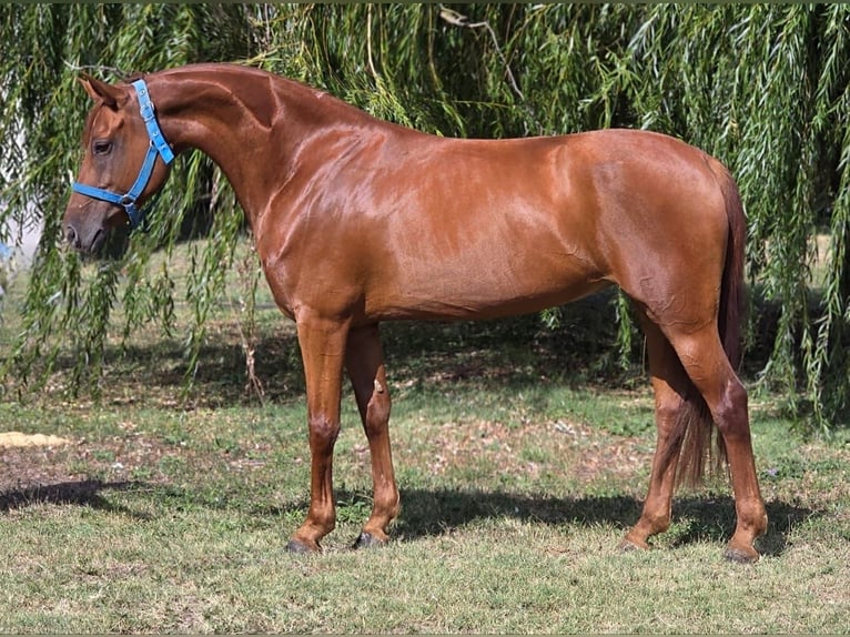Weitere Warmblüter Stute 13 Jahre 160 cm Fuchs in B&#xE9;k&#xE9;scsaba