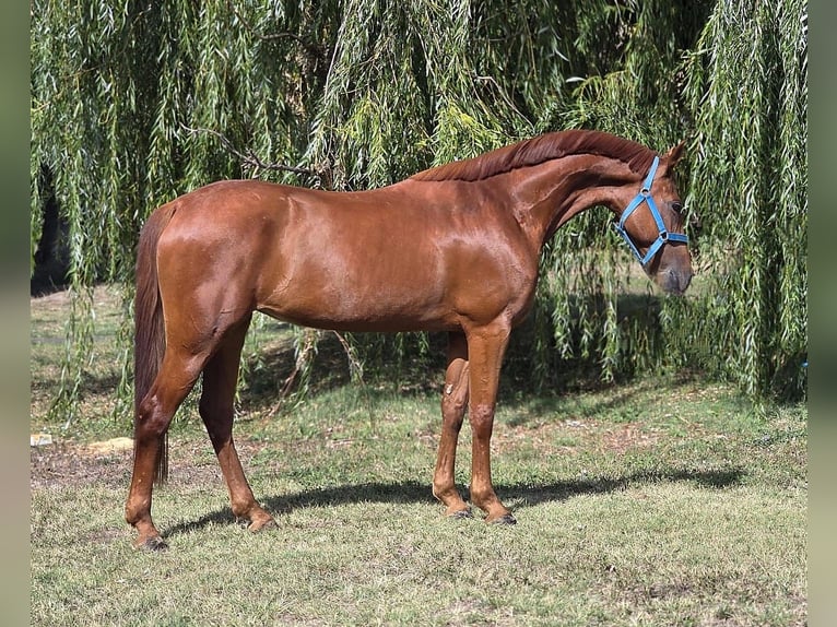 Weitere Warmblüter Stute 13 Jahre 160 cm Fuchs in B&#xE9;k&#xE9;scsaba