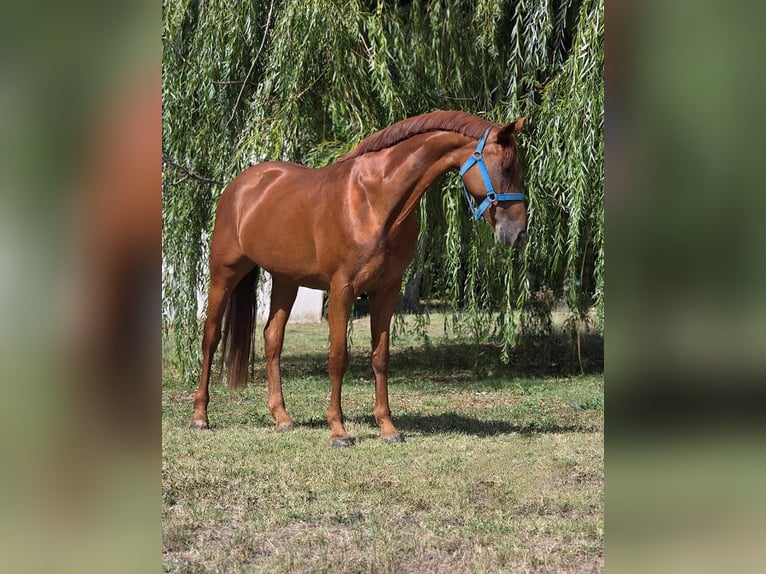 Weitere Warmblüter Stute 13 Jahre 160 cm Fuchs in B&#xE9;k&#xE9;scsaba