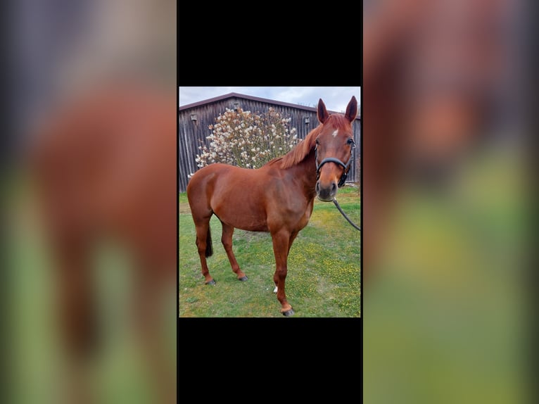 Weitere Warmblüter Mix Stute 13 Jahre 162 cm Fuchs in Faßberg