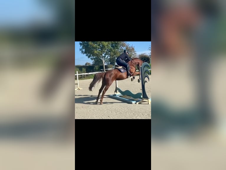 Weitere Warmblüter Mix Stute 13 Jahre 162 cm Rotfuchs in Faßberg