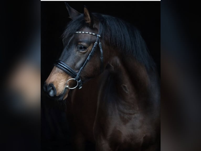 Weitere Warmblüter Stute 13 Jahre 165 cm Brauner in WestoverledingenWestoverledingen