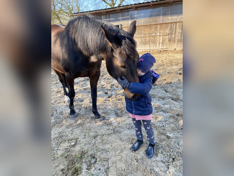 Weitere Warmblüter Stute 13 Jahre 165 cm Brauner in WestoverledingenWestoverledingen