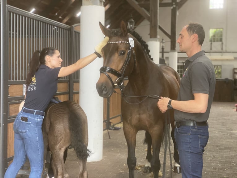 Weitere Warmblüter Stute 13 Jahre 165 cm Brauner in WestoverledingenWestoverledingen