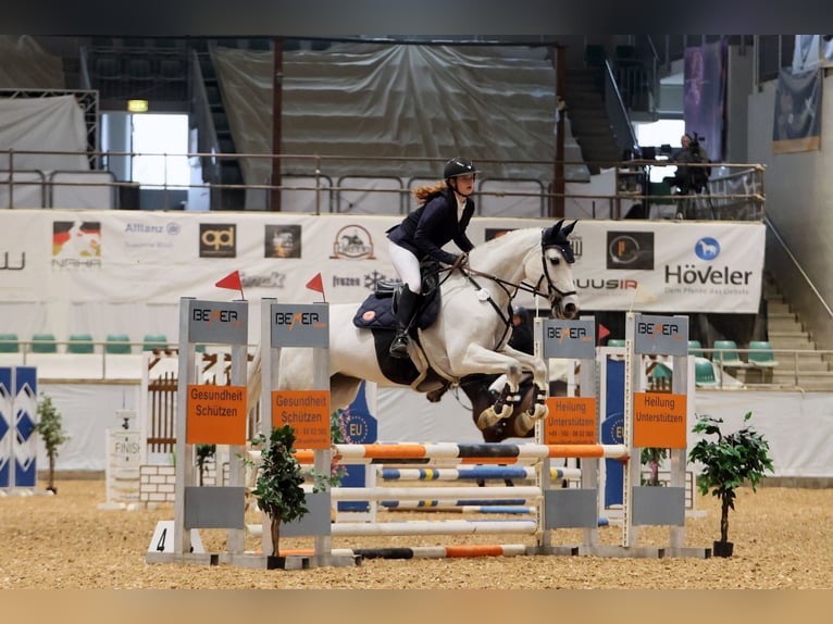 Weitere Warmblüter Stute 13 Jahre 165 cm Schimmel in Leingarten
