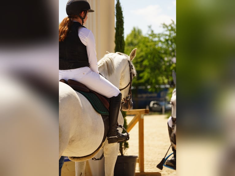 Weitere Warmblüter Stute 13 Jahre 165 cm Schimmel in Leingarten