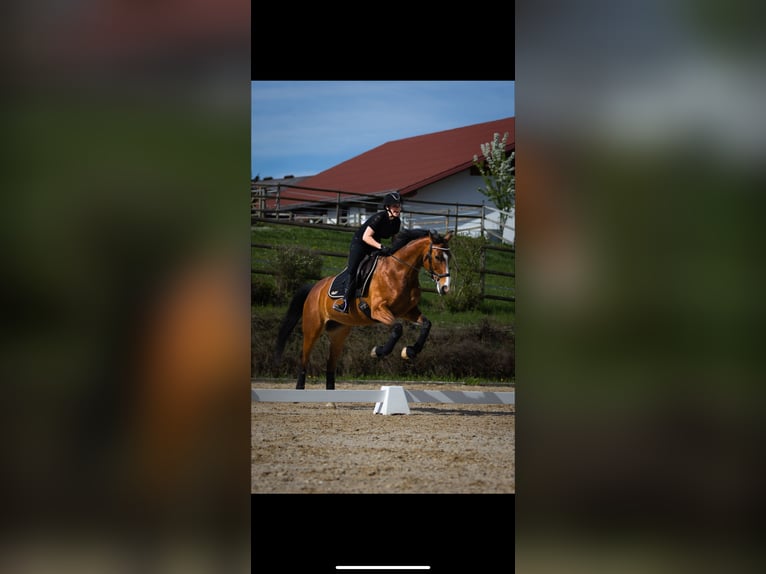 Weitere Warmblüter Mix Stute 13 Jahre 170 cm Brauner in Tragwein