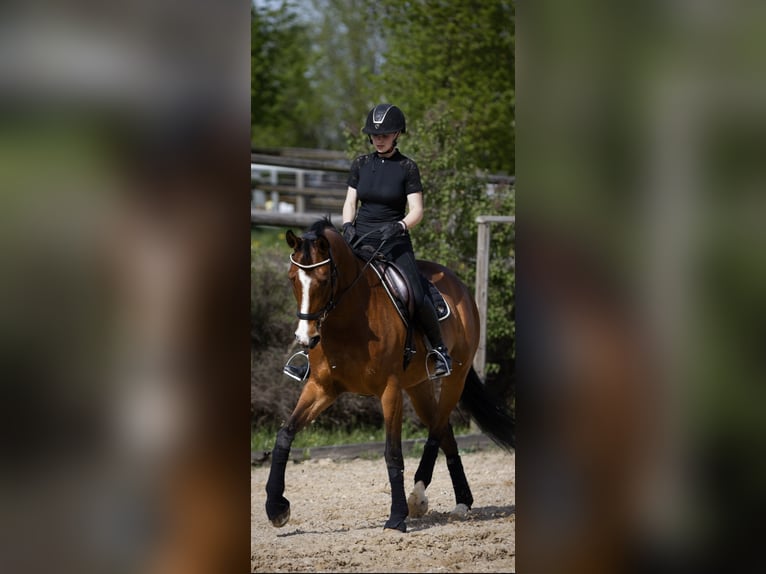 Weitere Warmblüter Stute 13 Jahre 170 cm Brauner in Tragwein