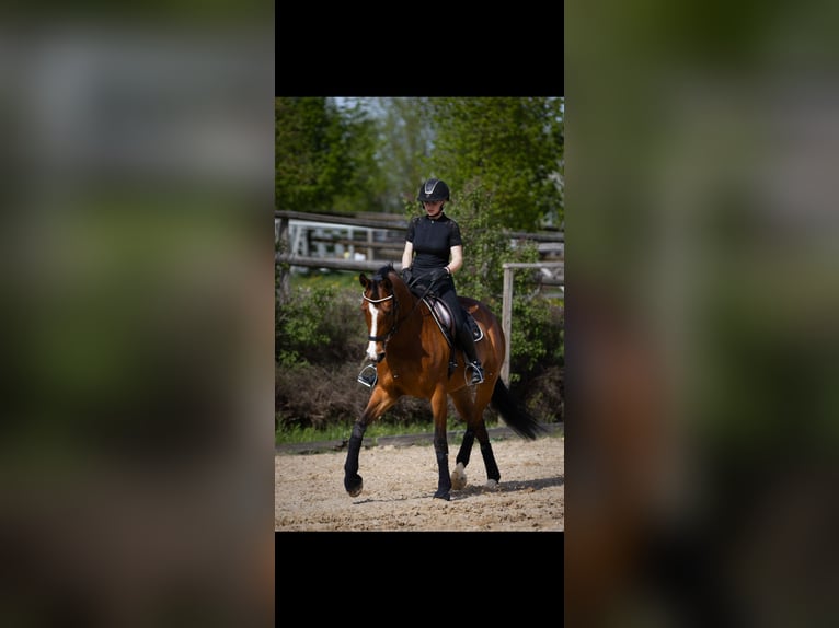 Weitere Warmblüter Mix Stute 13 Jahre 170 cm Brauner in Tragwein