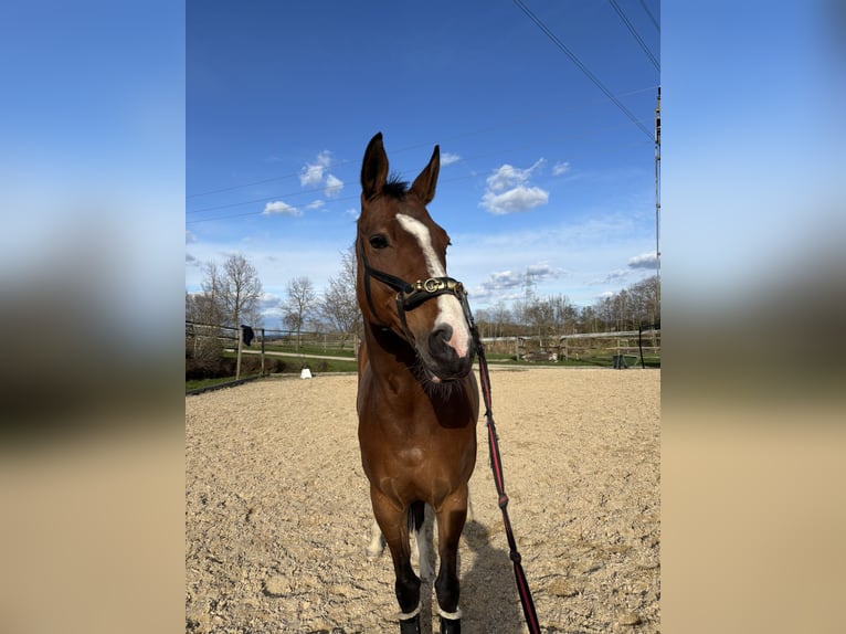 Weitere Warmblüter Stute 13 Jahre 170 cm Brauner in Tragwein
