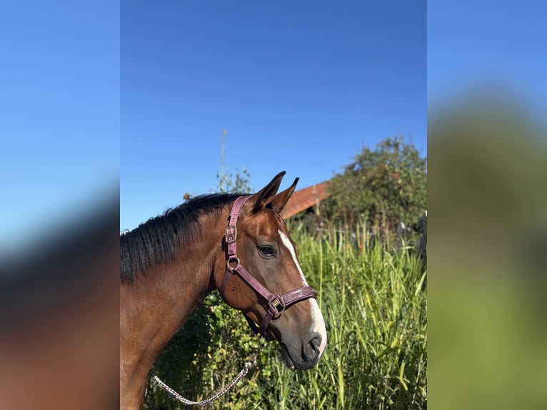 Weitere Warmblüter Stute 13 Jahre 170 cm Brauner in Tragwein