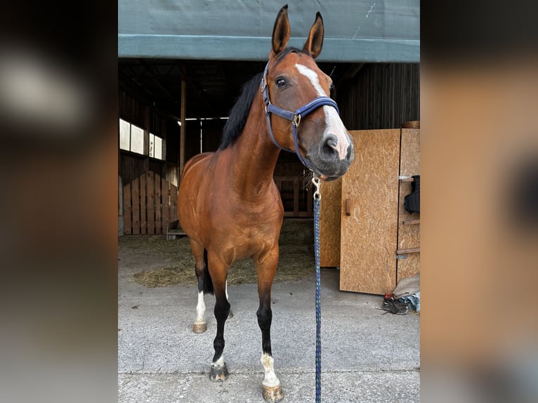 Weitere Warmblüter Stute 13 Jahre 170 cm Brauner in Tragwein