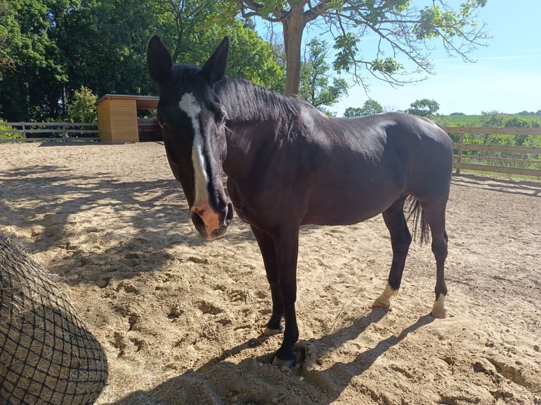 Weitere Warmblüter Stute 13 Jahre 170 cm Rappe in Jabel