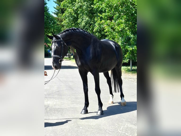 Weitere Warmblüter Stute 13 Jahre 170 cm Rappe in Jabel