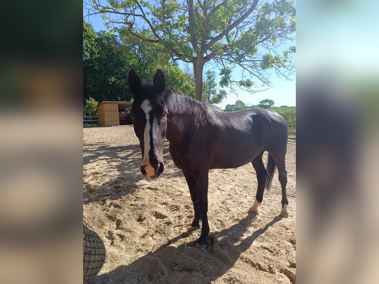 Weitere Warmblüter Stute 13 Jahre 170 cm Rappe in Jabel