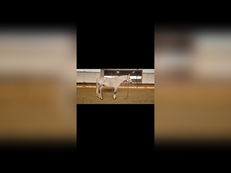 Weitere Warmblüter Stute 13 Jahre 172 cm Apfelschimmel in Korschenbroich