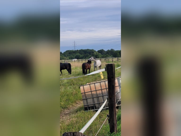 Weitere Warmblüter Stute 13 Jahre 172 cm Apfelschimmel in Korschenbroich