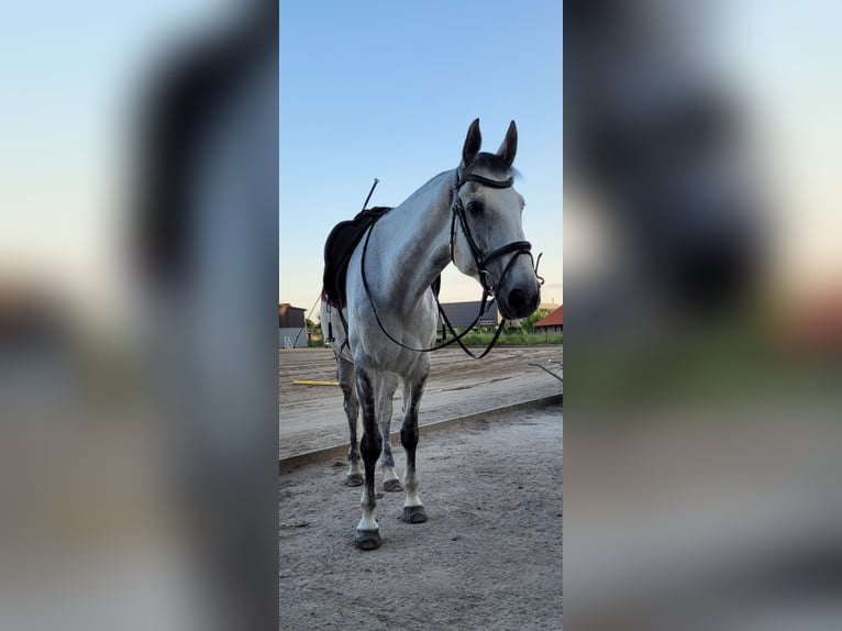 Weitere Warmblüter Stute 13 Jahre 172 cm Apfelschimmel in Korschenbroich