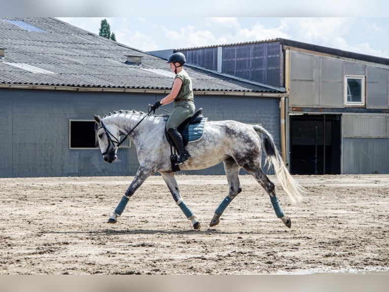 Weitere Warmblüter Stute 13 Jahre 172 cm Apfelschimmel in Korschenbroich