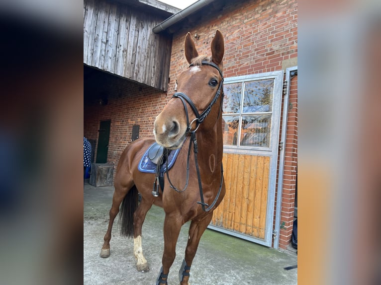 Weitere Warmblüter Stute 13 Jahre 173 cm Fuchs in Isernhagen