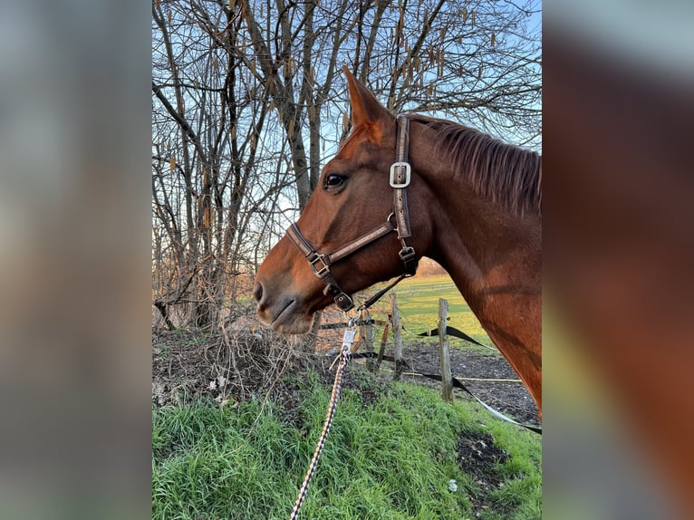 Weitere Warmblüter Stute 13 Jahre 173 cm Fuchs in Isernhagen