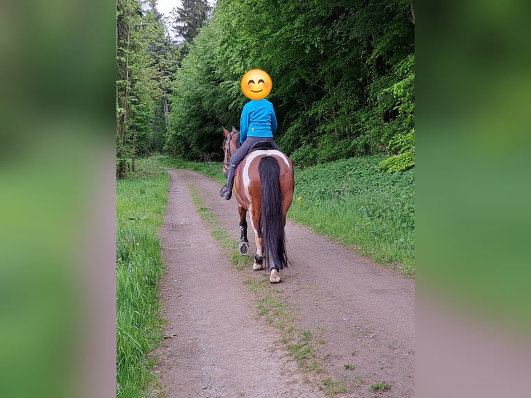 Weitere Warmblüter Mix Stute 14 Jahre 149 cm Schecke in Zöblitz