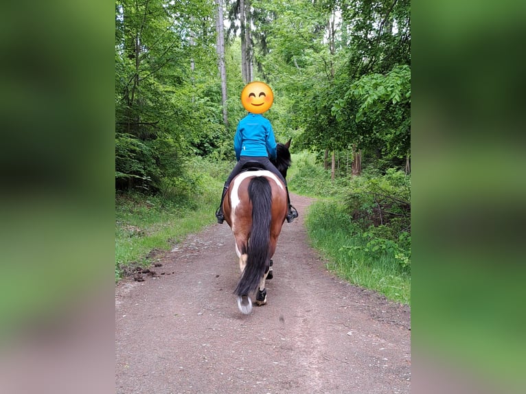 Weitere Warmblüter Mix Stute 14 Jahre 149 cm Schecke in Zöblitz