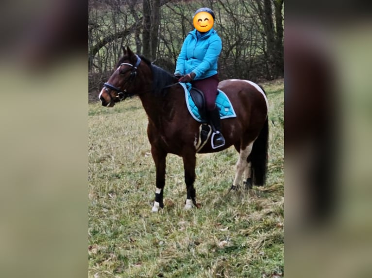 Weitere Warmblüter Mix Stute 14 Jahre 149 cm Schecke in Z&#xF6;blitz