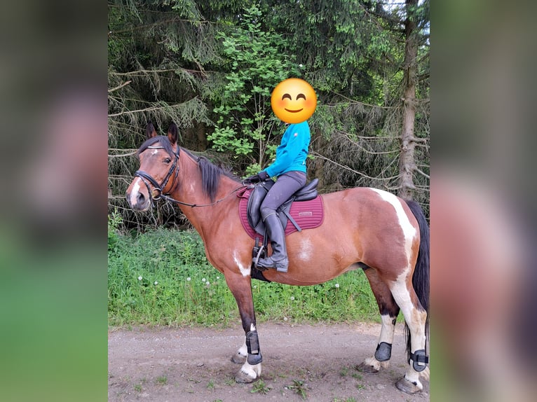 Weitere Warmblüter Mix Stute 14 Jahre 149 cm Schecke in Zöblitz