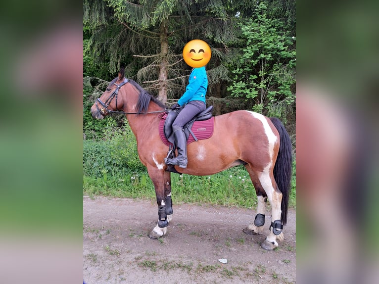 Weitere Warmblüter Mix Stute 14 Jahre 149 cm Schecke in Zöblitz