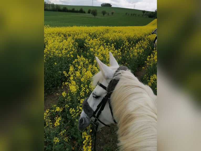 Weitere Warmblüter Mix Stute 14 Jahre 150 cm Schimmel in Auma-Weidatal
