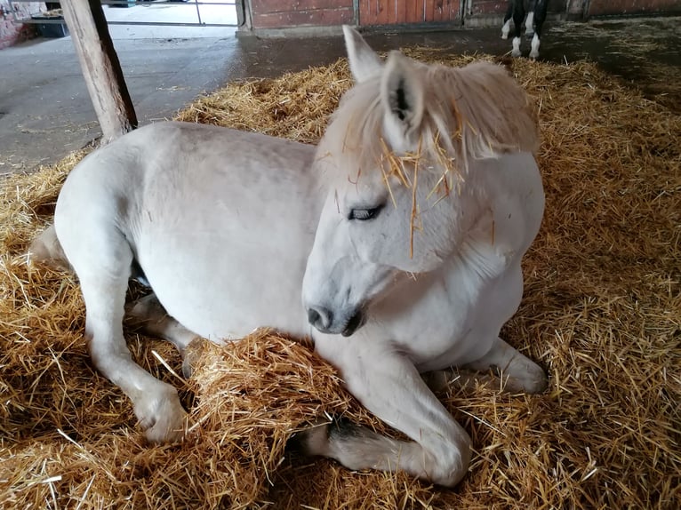 Weitere Warmblüter Mix Stute 14 Jahre 150 cm Schimmel in Auma-Weidatal