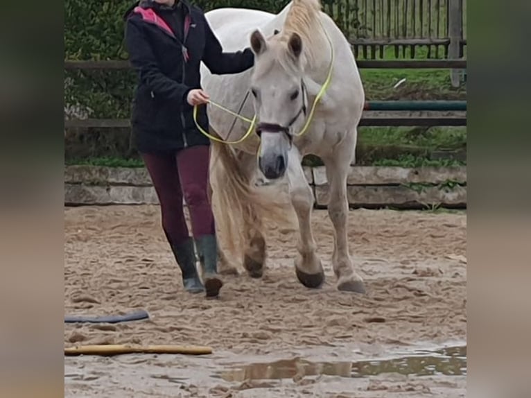 Weitere Warmblüter Mix Stute 14 Jahre 150 cm Schimmel in Auma-Weidatal