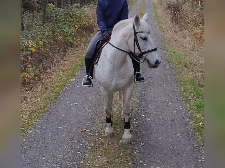Weitere Warmblüter Mix Stute 14 Jahre 150 cm Schimmel in Auma-Weidatal