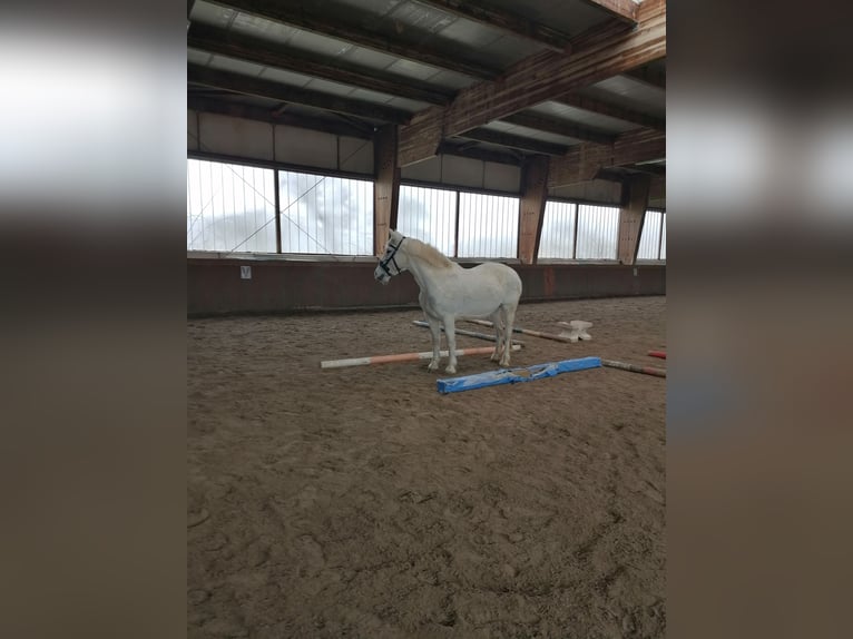 Weitere Warmblüter Mix Stute 14 Jahre 150 cm Schimmel in Auma-Weidatal