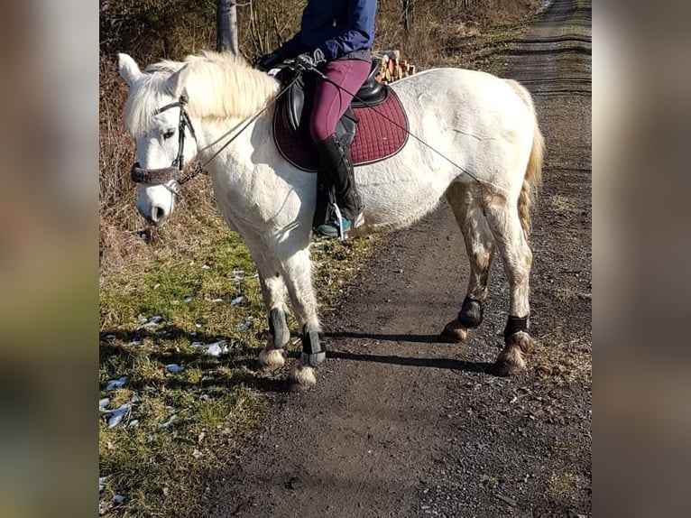 Weitere Warmblüter Mix Stute 14 Jahre 150 cm Schimmel in Auma-Weidatal