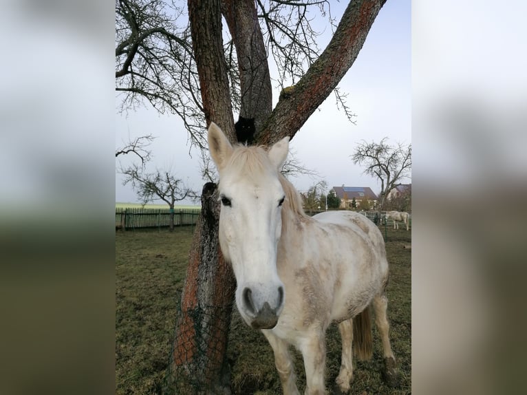 Weitere Warmblüter Mix Stute 14 Jahre 150 cm Schimmel in Auma-Weidatal